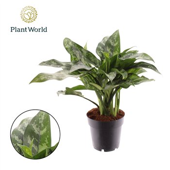 Aglaonema maria Maria 2 pp 40cm 14cm Q140