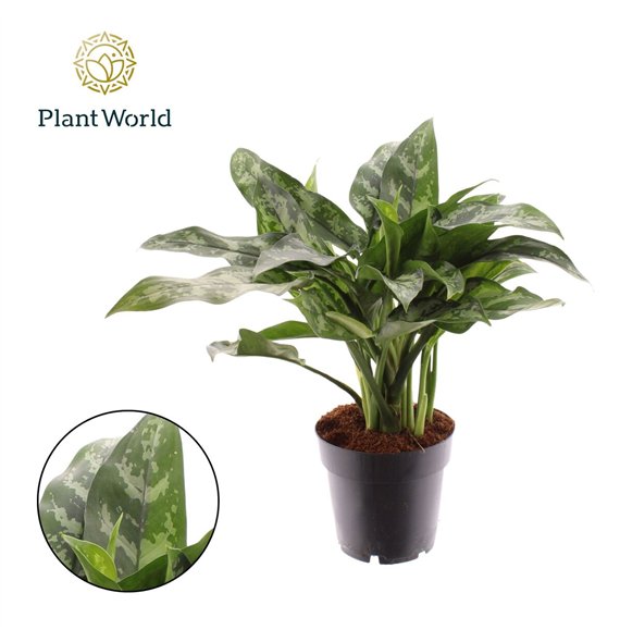 Aglaonema maria Maria 2 pp 40cm 14cm Q140