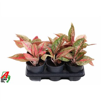 Aglaonema Starshine2 pp 30cm 13cm Q149