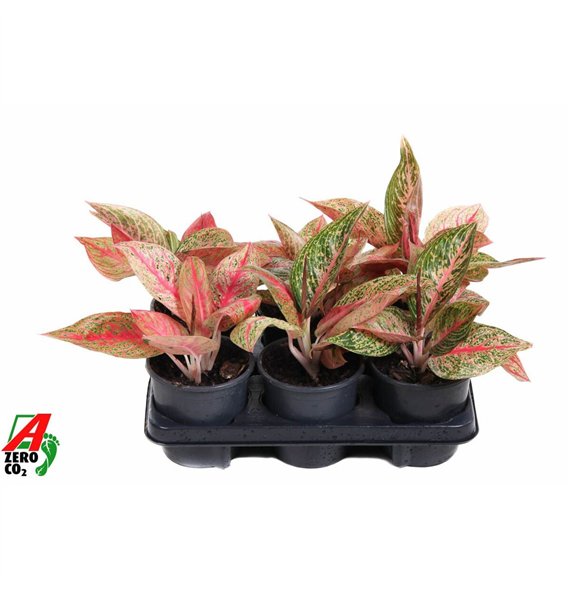 Aglaonema Starshine2 pp 30cm 13cm Q149