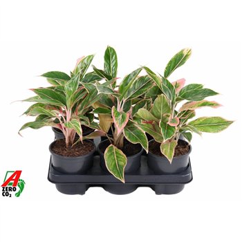 Aglaonema Siam Pink2 pp 30cm 13cm Q157