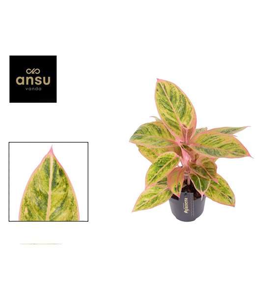 Aglaonema salmon fantasy Salmon Fantasy 1 pp 30cm 12cm Q165
