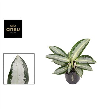Aglaonema silver blue Silver Blue 1 pp 30cm 12cm Q166