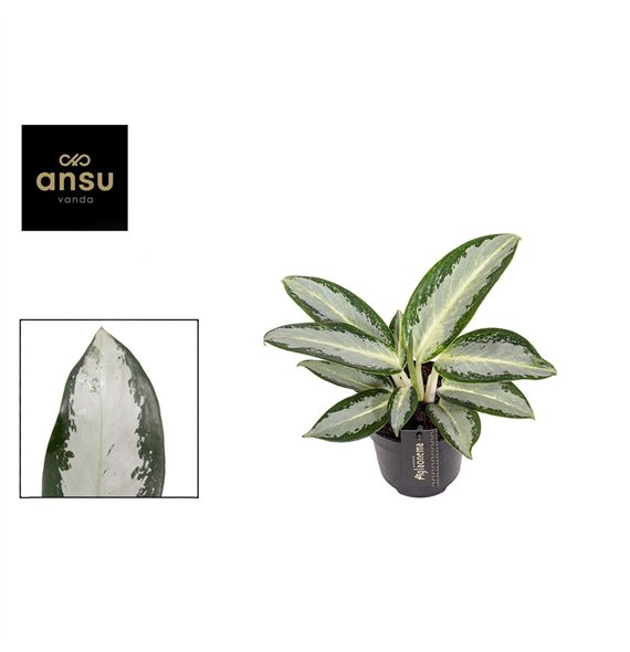 Aglaonema silver blue Silver Blue 1 pp 30cm 12cm Q166