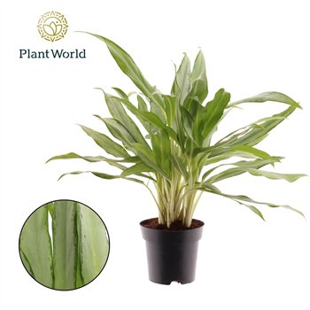 Aglaonema white lance White Lance 3 pp 50cm 14cm Q171