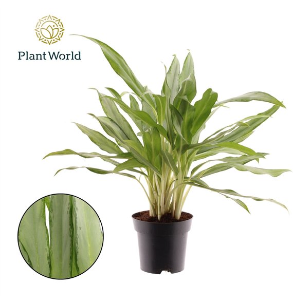 Aglaonema white lance White Lance 3 pp 50cm 14cm Q171