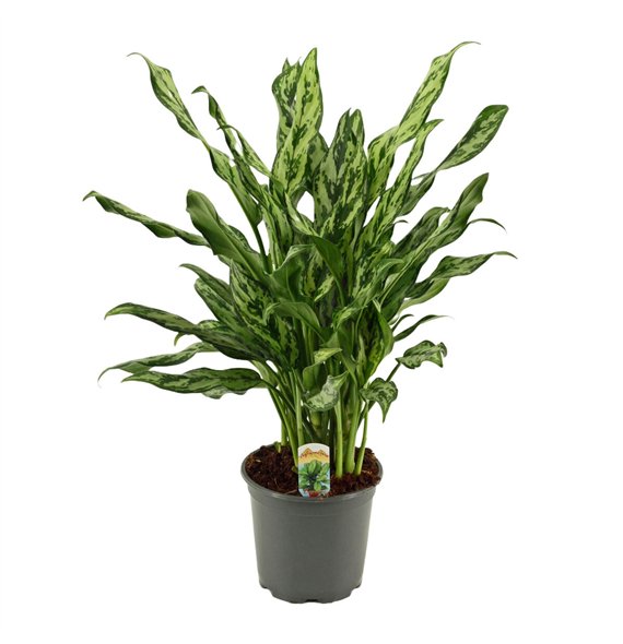 Aglaonema 17 cm Miss Julliette 1 pp 55cm 17cm Q177