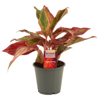 Aglaonema Red Fire 12 cm 2 pp 30cm 12cm Q179