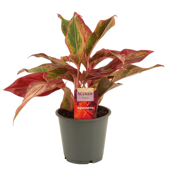 Aglaonema Red Fire 12 cm 2 pp 30cm 12cm Q179