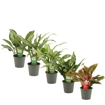 Aglaonema mix 12 cm 2 pp 35cm 12cm Q180