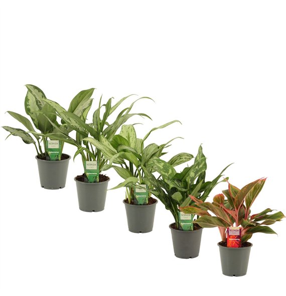 Aglaonema mix 12 cm 2 pp 35cm 12cm Q180