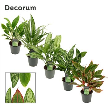 Aglaonema mix Mix 12cm 35cm 12cm Q192