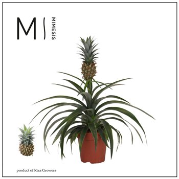 Ananas mi amigo Mi Amigo - 12 cm | Mimesis 40cm 12cm Q298