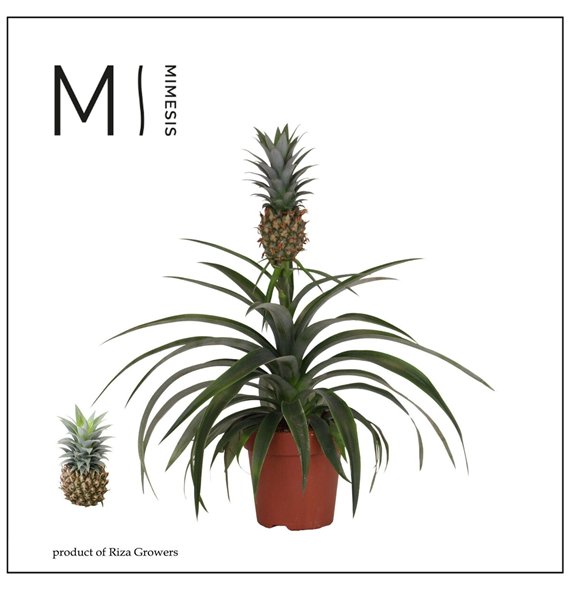 Ananas mi amigo Mi Amigo - 12 cm | Mimesis 40cm 12cm Q298
