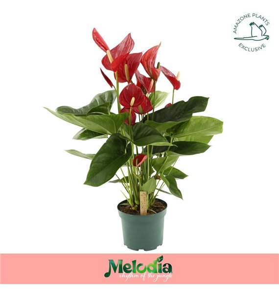 Anthurium andr  melodia Melodia Red 17cm8 fl 65cm 17cm Q307