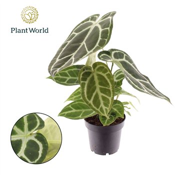Anthurium Chrystallinum 1 fl 35cm 14cm Q313