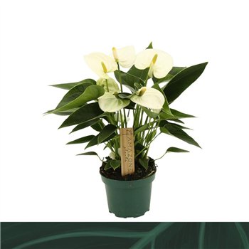 Anthurium (Andreanum Grp) Everest Everest3 fl 25cm 9cm Q325