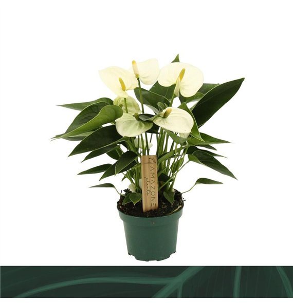 Anthurium (Andreanum Grp) Everest Everest3 fl 25cm 9cm Q325