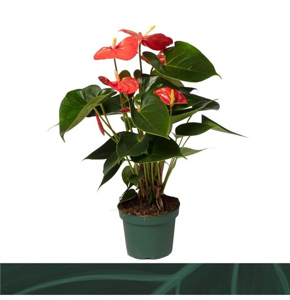 Anthurium antheqibo Solara 12cm5 fl 35cm 12cm Q326
