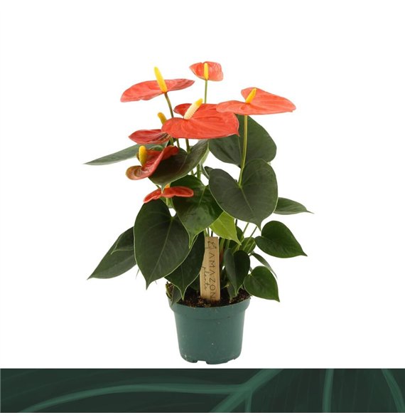 Anthurium antheqibo Solara 9cm3 fl 25cm 9cm Q327