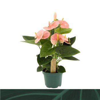 Anthurium andr  spirit Spirit 9cm3 fl 25cm 9cm Q328