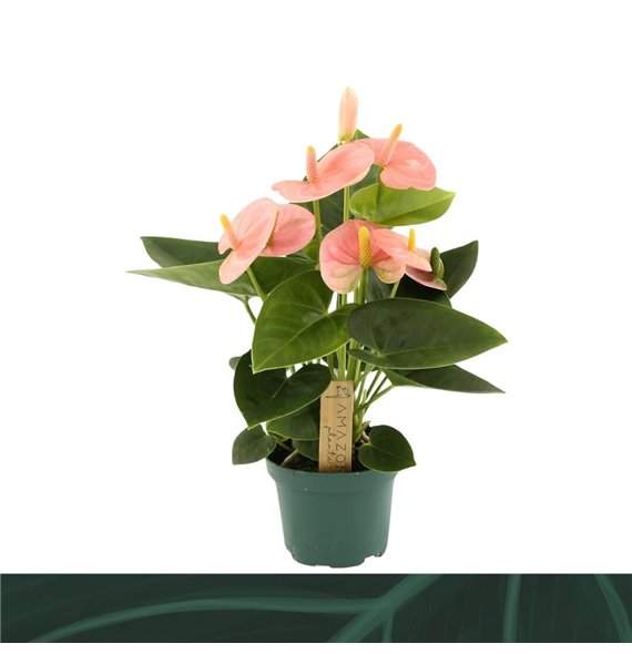 Anthurium andr  spirit Spirit 9cm3 fl 25cm 9cm Q328