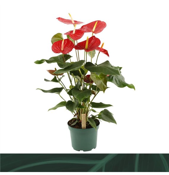 Anthurium andr  idaho Idaho 17cm6 fl 65cm 17cm Q331