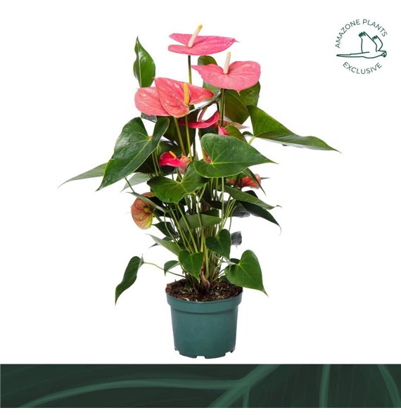 Anthurium andr  colorado Colorado 17cm6 fl 65cm 17cm Q334