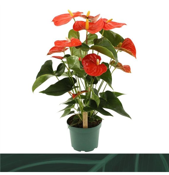 Anthurium andr  Florida 17cm 7 fl 60cm 17cm Q340