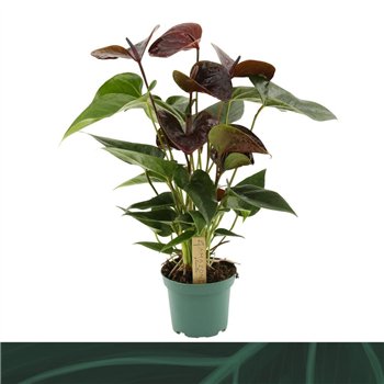 Anthurium andr  essencia Essencia 12cm5 fl 35cm 12cm Q342