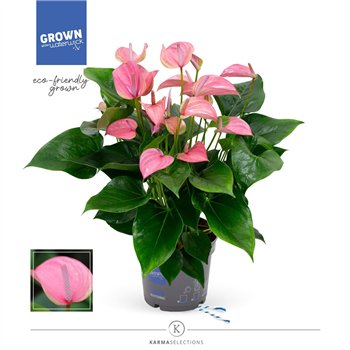 Anthurium andr  joli - KARMA Joli | 17cm 6 fl 2 pp 55cm 17cm Q351