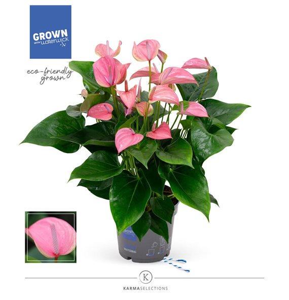 Anthurium andr  joli - KARMA Joli | 17cm 6 fl 2 pp 55cm 17cm Q351