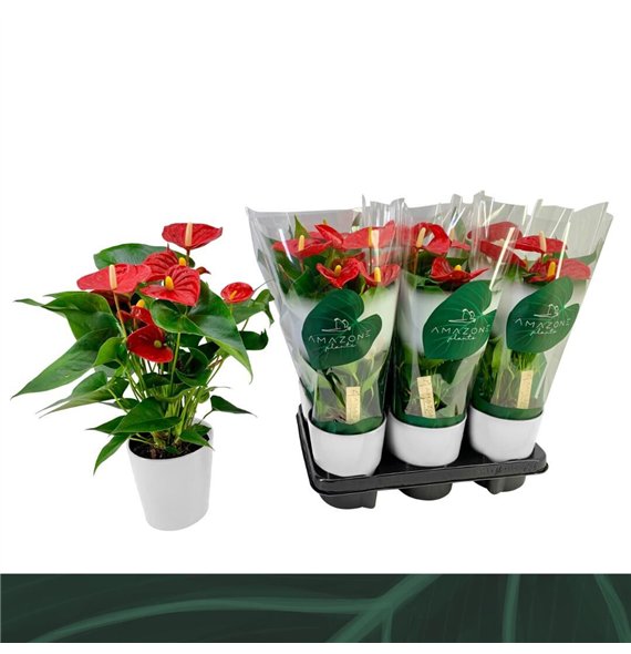 Anthurium andr  aristo Aristo 12cm wit keramiek5 fl 40cm 12cm Q352