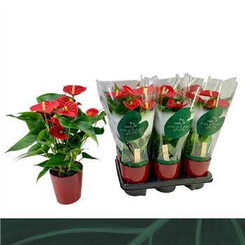 Anthurium andr  aristo Aristo 12cm rood keramiek5 fl 40cm 12cm Q354