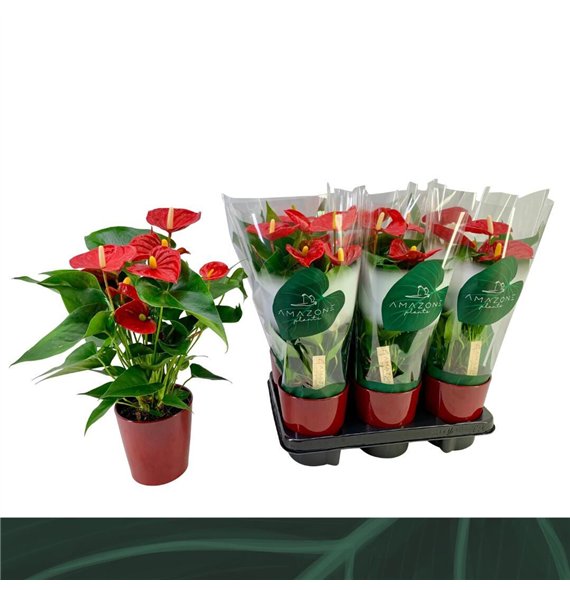 Anthurium andr  aristo Aristo 12cm rood keramiek5 fl 40cm 12cm Q354