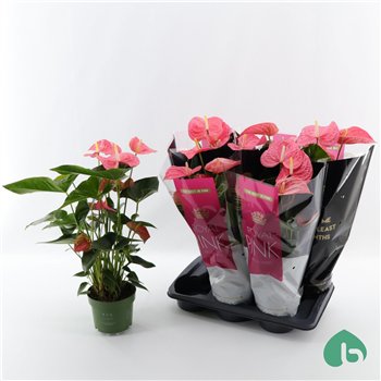 Anthurium andr  maine Royal Pink Big Flowers Maine 6 fl 60cm 17cm Q355