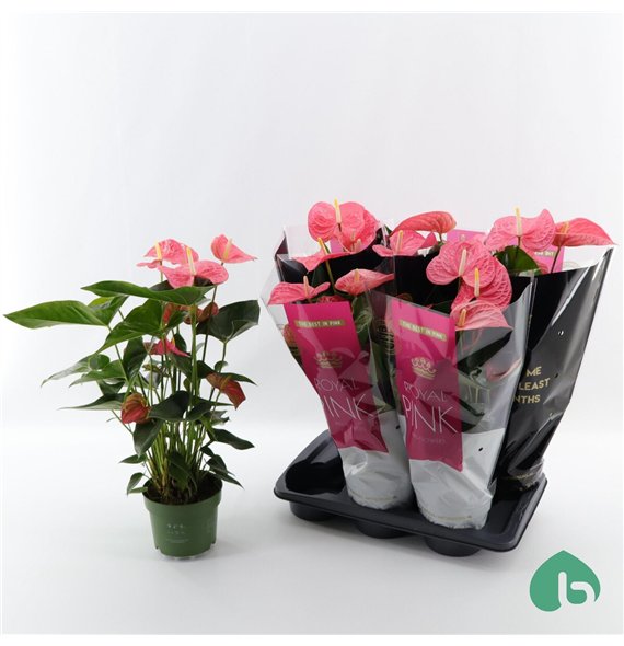 Anthurium andr  maine Royal Pink Big Flowers Maine 6 fl 60cm 17cm Q355