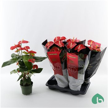 Anthurium andr  madural Royal Red Big Flowers Madural 6 fl 60cm 17cm Q356