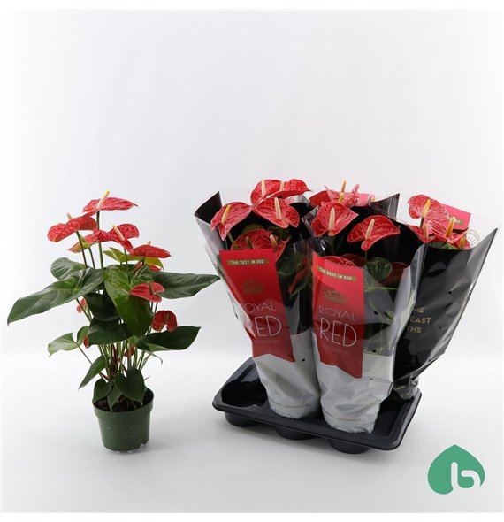 Anthurium andr  madural Royal Red Big Flowers Madural 6 fl 60cm 17cm Q356