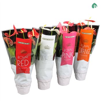 Anthurium andr  mix Royal Mix Big Flowers 3 4 Colors 5 fl 60cm 17cm Q361
