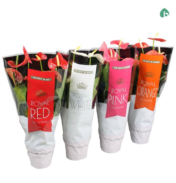 Anthurium andr  mix Royal Mix Big Flowers 3 4 Colors 5 fl 60cm 17cm Q361