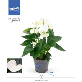 Anthurium andr  karma white - KARMA White | 12cm 4 fl 2 pp 43cm 12cm Q363