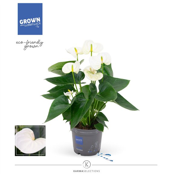Anthurium andr  karma white - KARMA White | 12cm 4 fl 2 pp 43cm 12cm Q363
