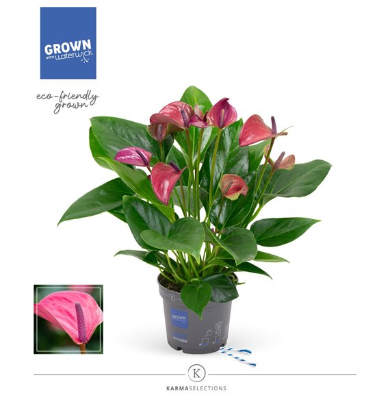 Anthurium andr  karma purple - KARMA Purple | 12cm 5 fl 2 pp 43cm 12cm Q368