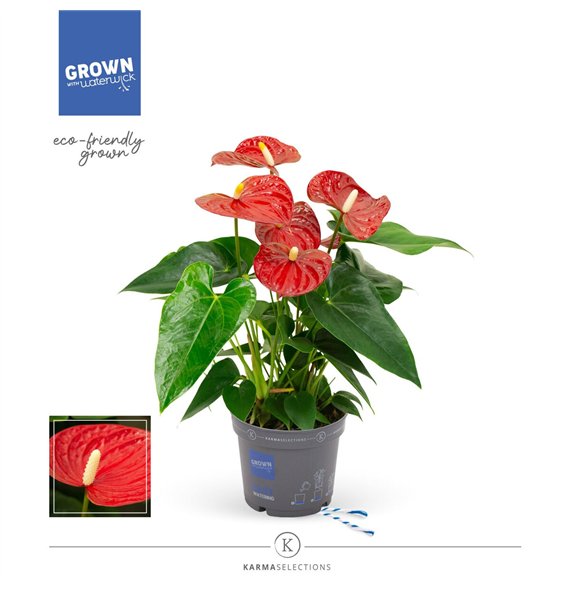 Anthurium andr  karma red - KARMA Red | 12cm 5 fl 2 pp 43cm 12cm Q370