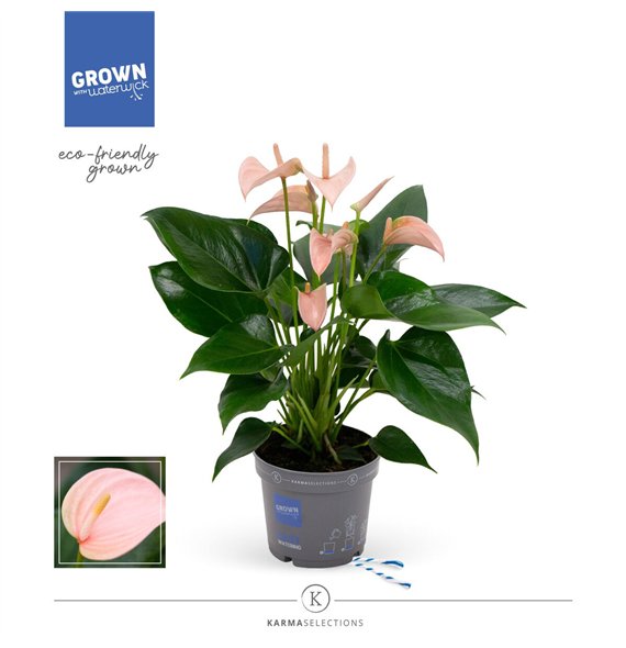 Anthurium andr  joli peach - KARMA Peach | 12cm 5 fl 2 pp 43cm 12cm Q372