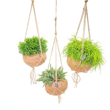 Rhipsalis mix Kokodama 15 cm 20cm 15cm Q894