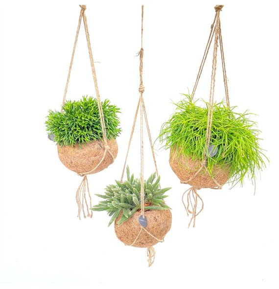 Rhipsalis mix Kokodama 15 cm 20cm 15cm Q894