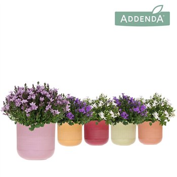 Campanula port  ambella white Addenda Ambella mix in Flare pot 1 pp 27 cm diameter 25cm 12cm Q988