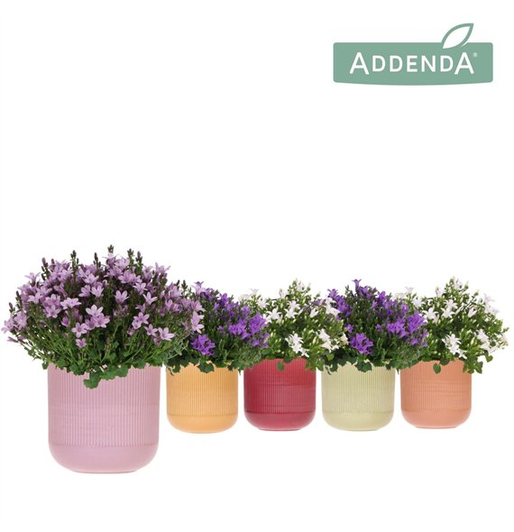 Campanula port  ambella white Addenda Ambella mix in Flare pot 1 pp 27 cm diameter 25cm 12cm Q988
